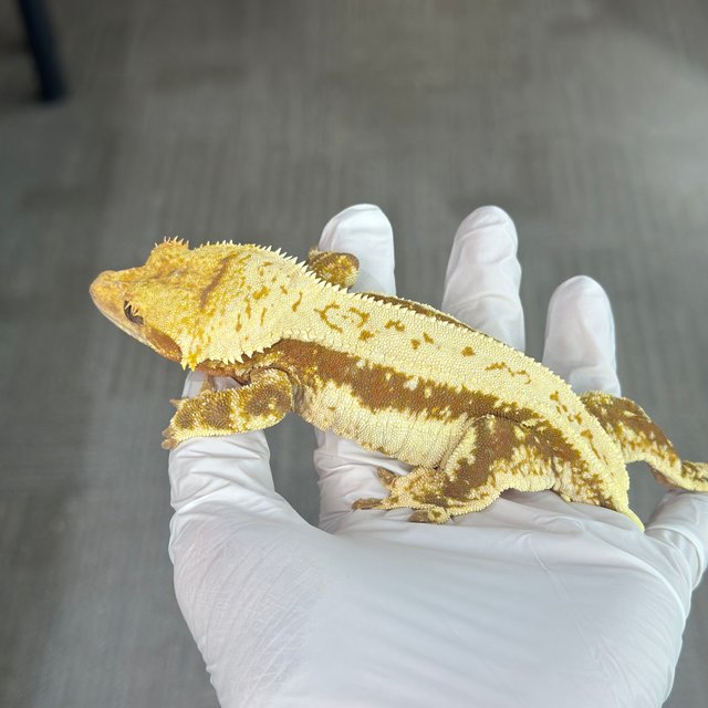 Lilly 100% Het Axanthic