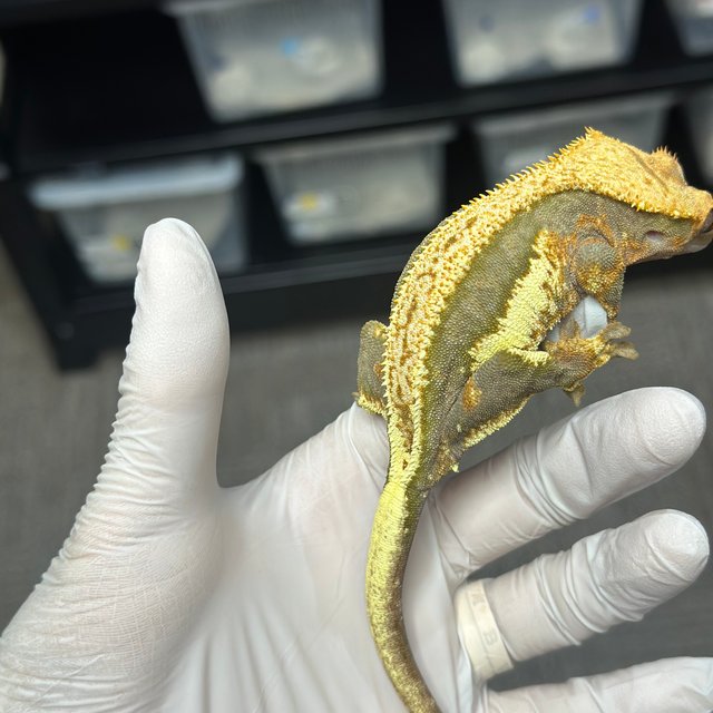 Lilly 100% Het Axanthic