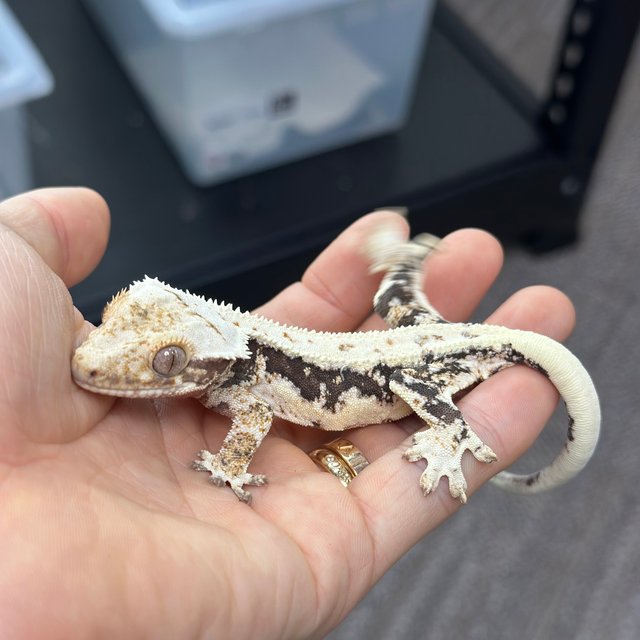 Lilly 100% Het Axanthic