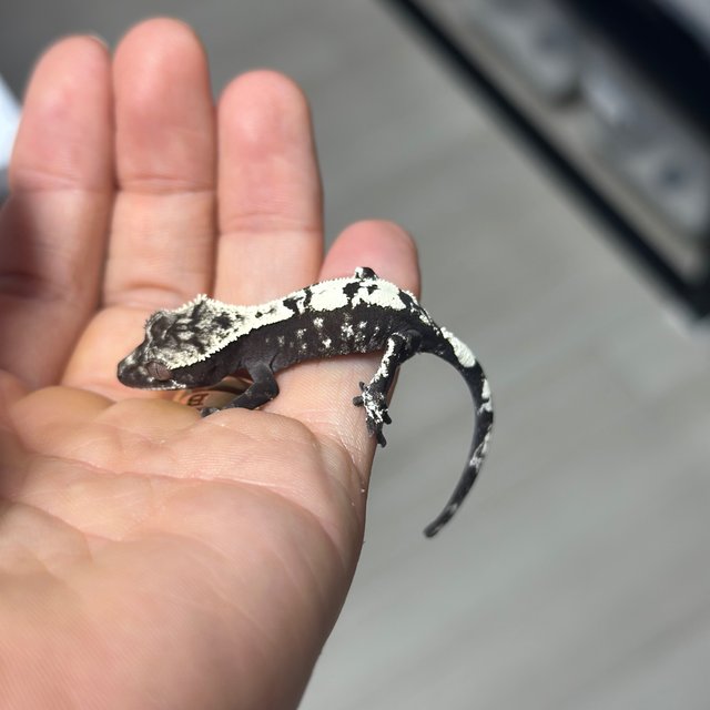 Sable Axanthic