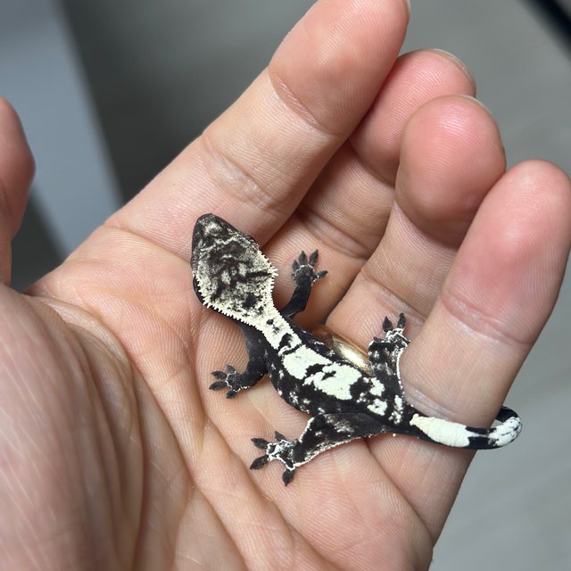 Sable Axanthic