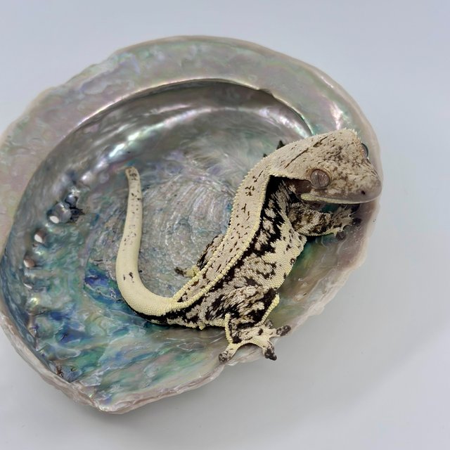 핀스트라이프 화이트핀 화이트포트홀 노멀