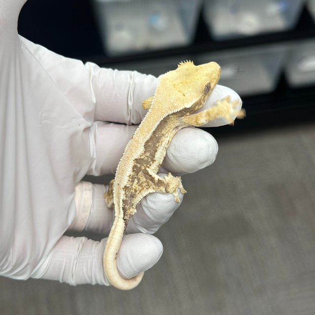 Lilly 100% Het Axanthic