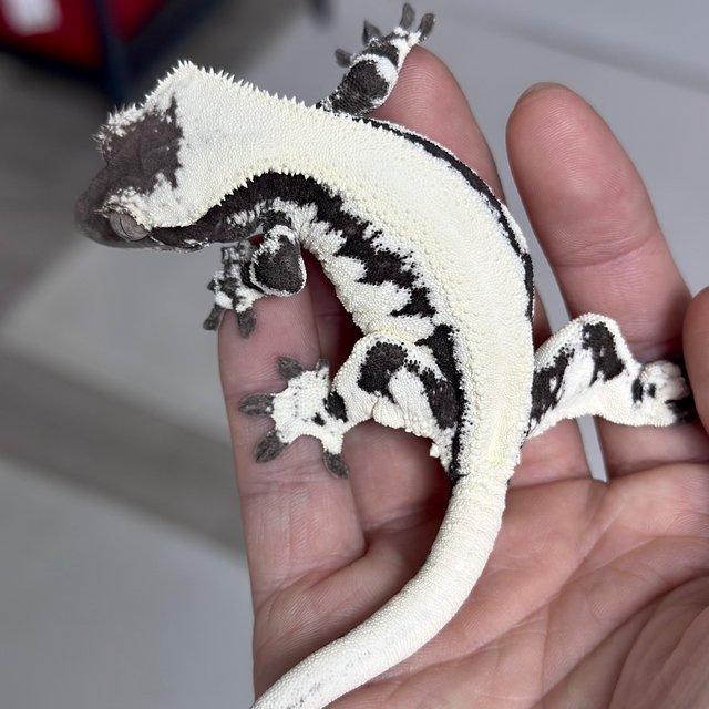 LW Sable Axanthic