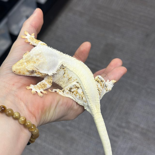 Lilly White