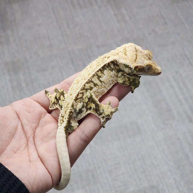 Normal White Spot Drippy Pinstripe