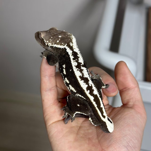 Axanthic