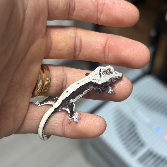 Lilly Axanthic