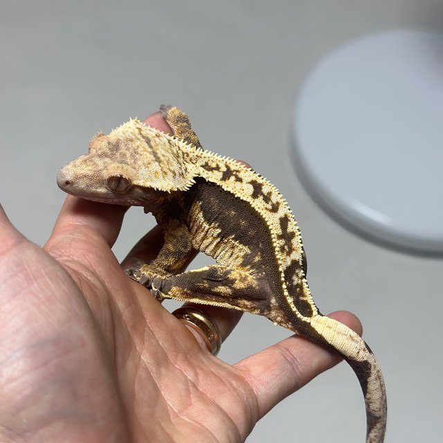 100% Het Axanthic