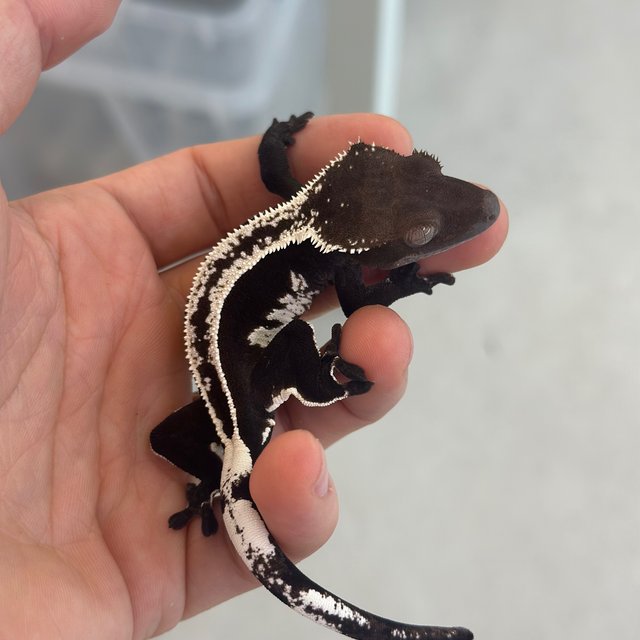 Axanthic