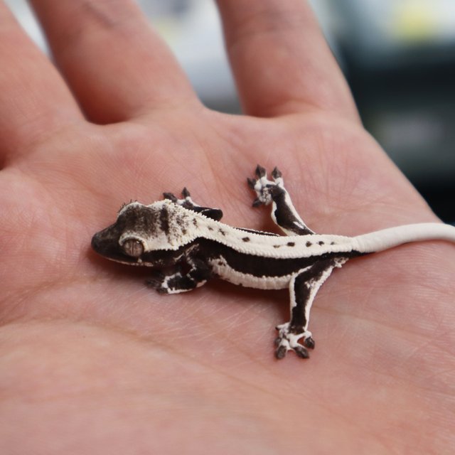 Lilly Axanthic Axanthic Lilly White