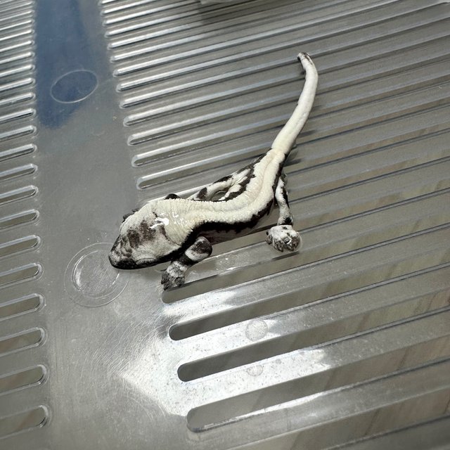 LW Sable Axanthic
