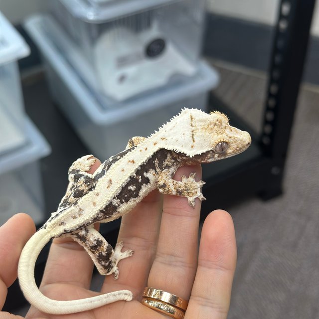 Lilly 100% Het Axanthic