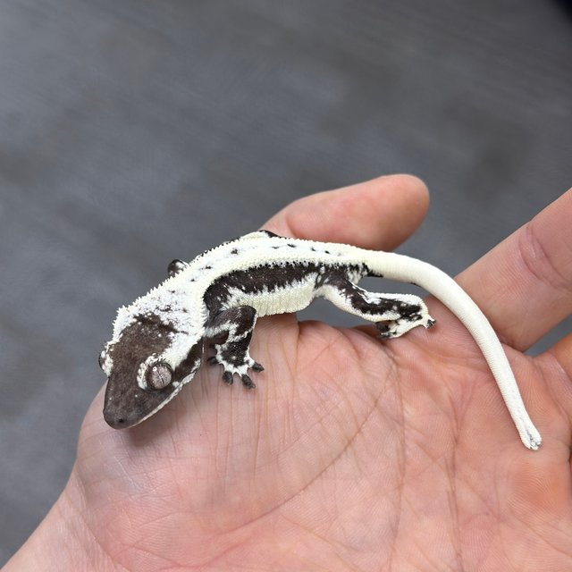 Lilly Axanthic Lilly White Axanthic