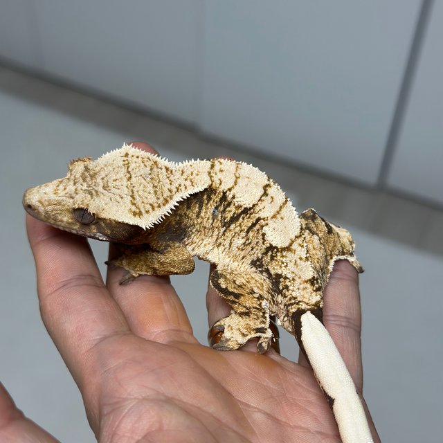100% Het Axanthic