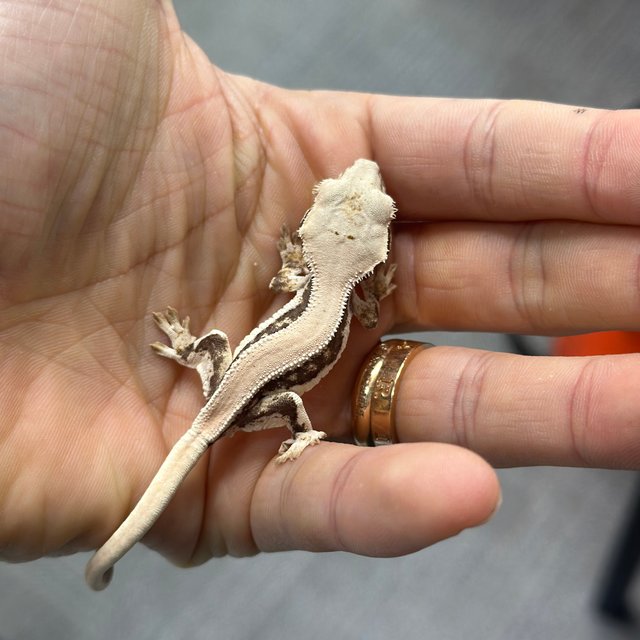 100% Het Axanthic Lilly White Lilly 100% Het Axanthic