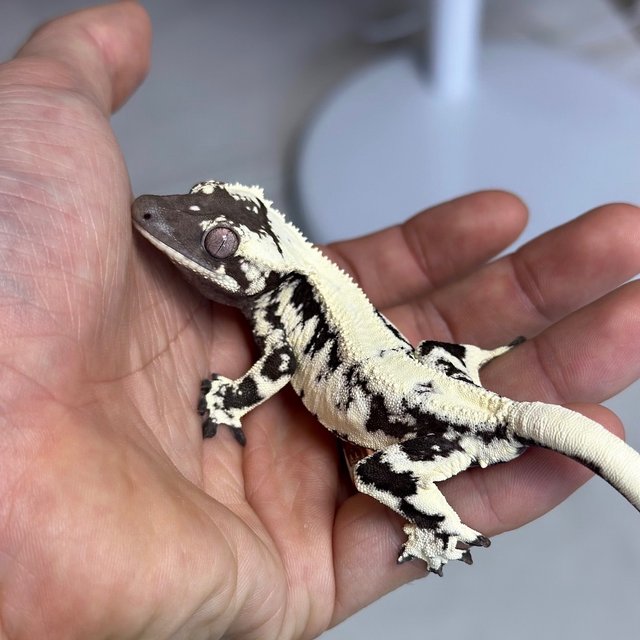 Sable Axanthic LW Sable Lilly Axanthic