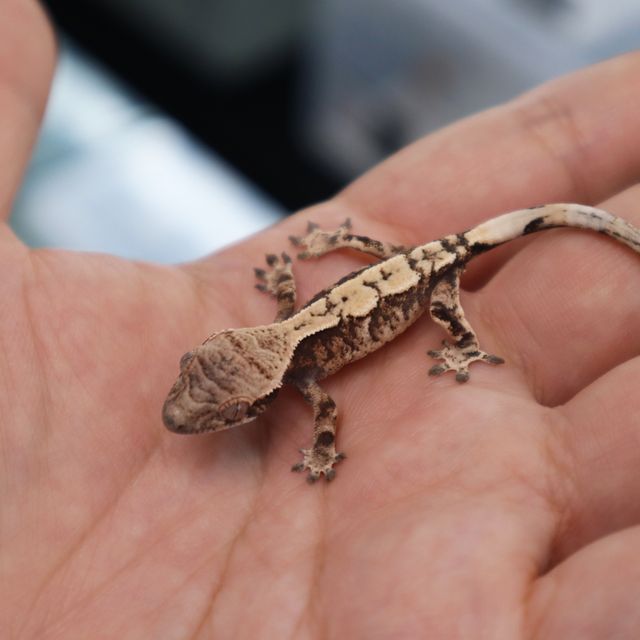 세이블 100%헷아잔틱