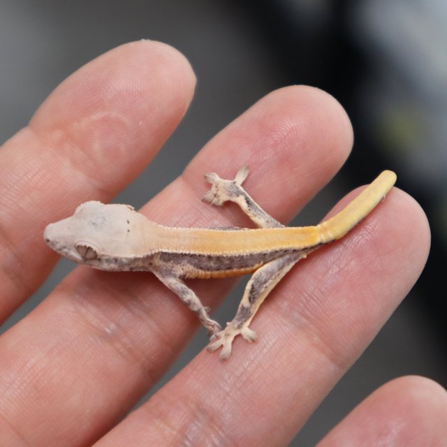 릴리100%헷아잔틱 릴리화이트 100%헷아잔틱