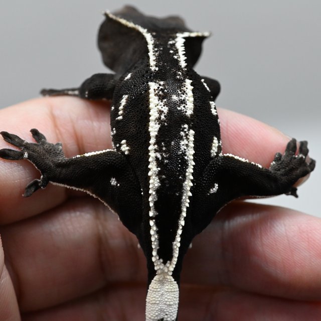 Axanthic