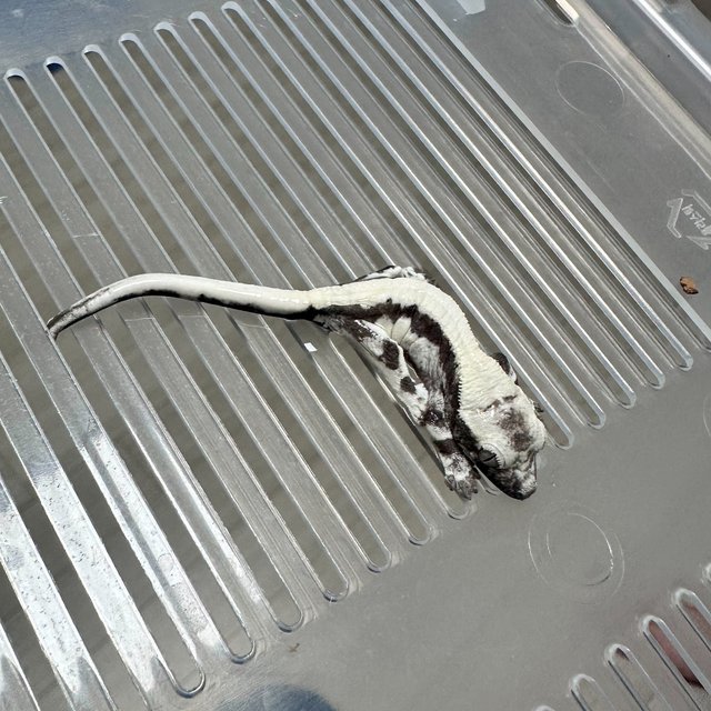 Axanthic Lilly Axanthic Sable LW Sable