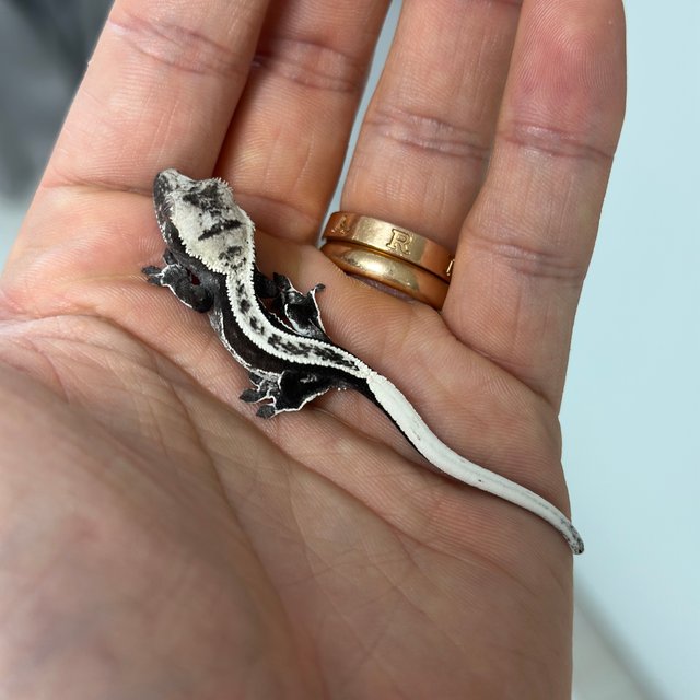 Axanthic