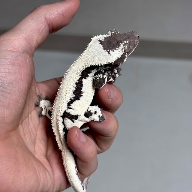 LW Sable Axanthic