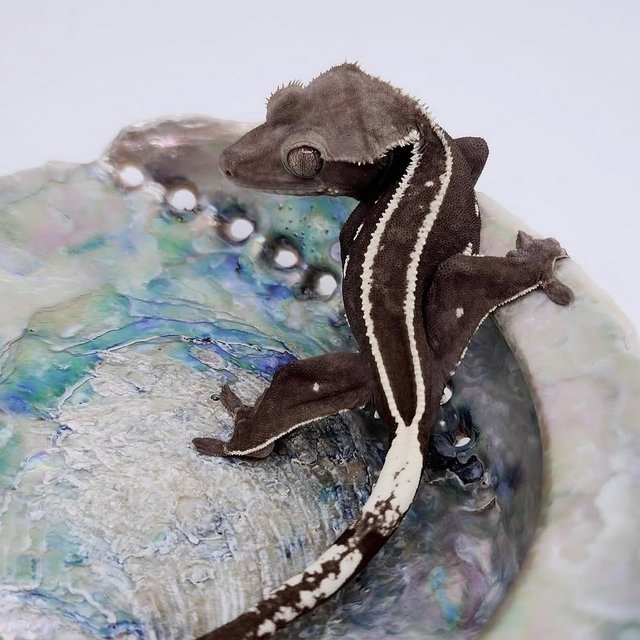Axanthic