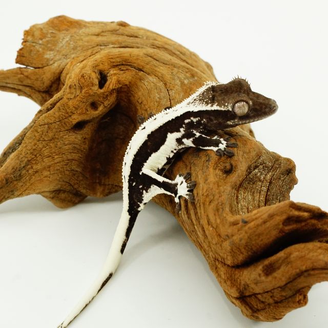 릴잔틱