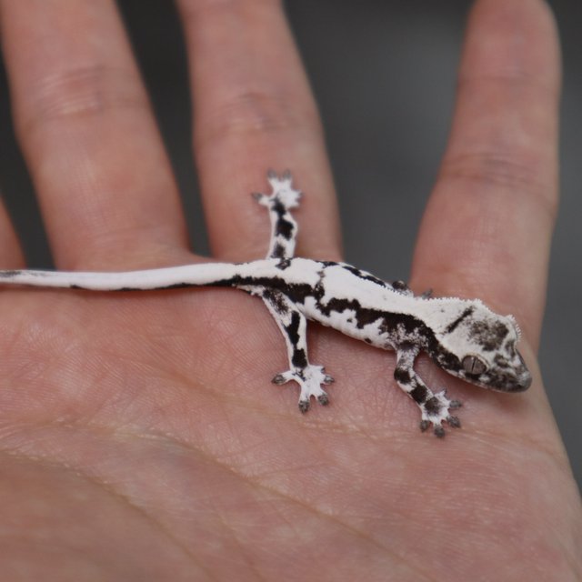 릴리 세이블 아잔틱 릴잔틱 세이블