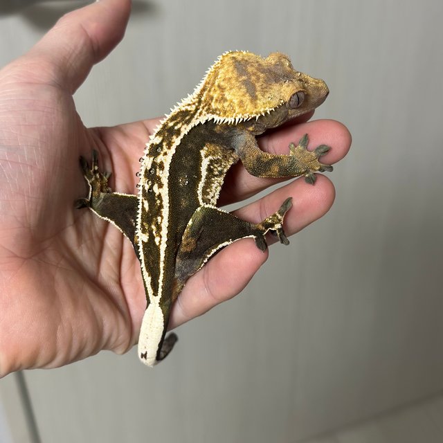 100% Het Axanthic