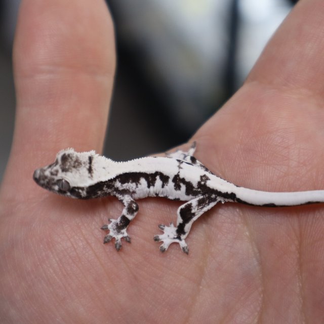 릴리 세이블 아잔틱 릴잔틱 세이블