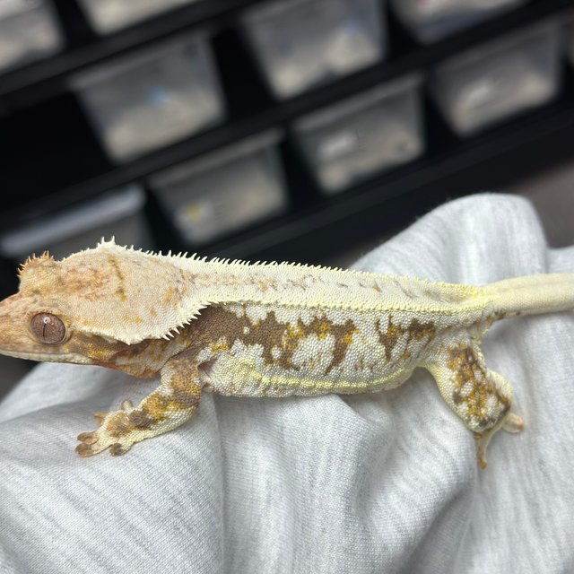 Lilly 100% Het Axanthic