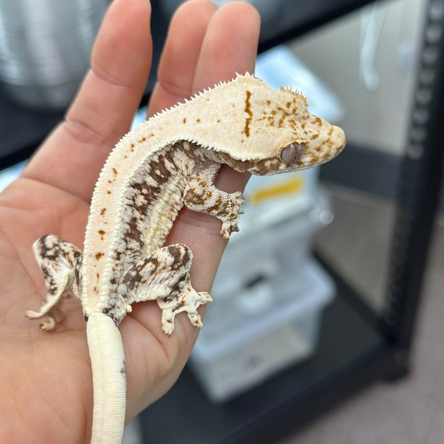 Lilly 100% Het Axanthic