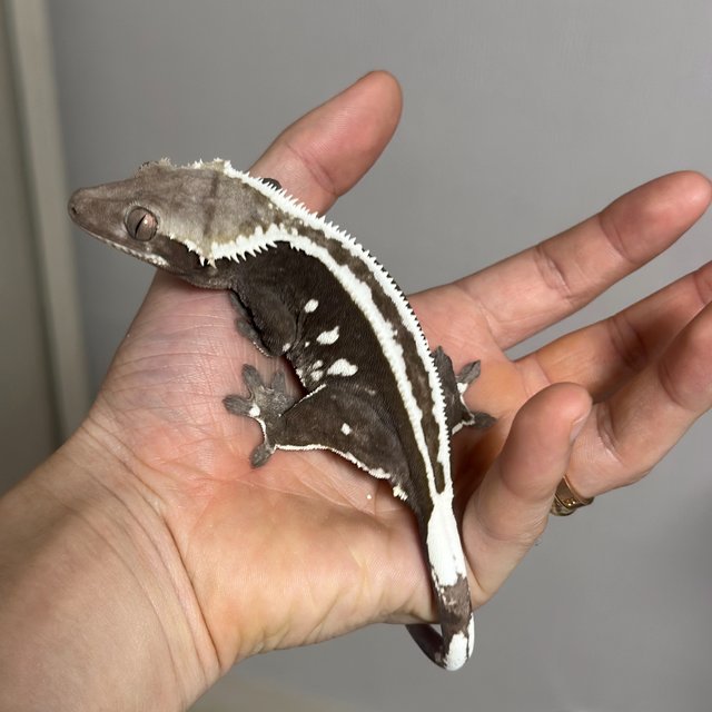 Axanthic
