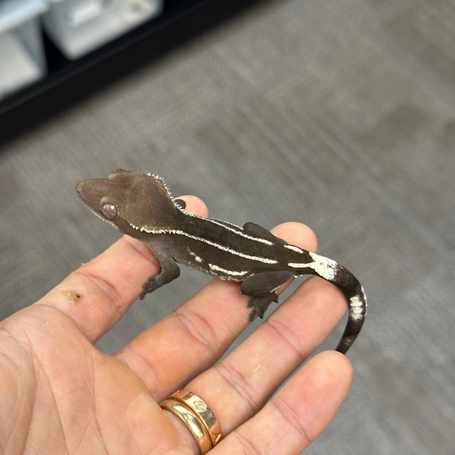 Axanthic
