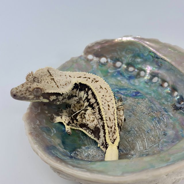 핀스트라이프 화이트핀 화이트포트홀 노멀