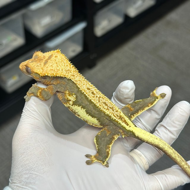 Lilly 100% Het Axanthic