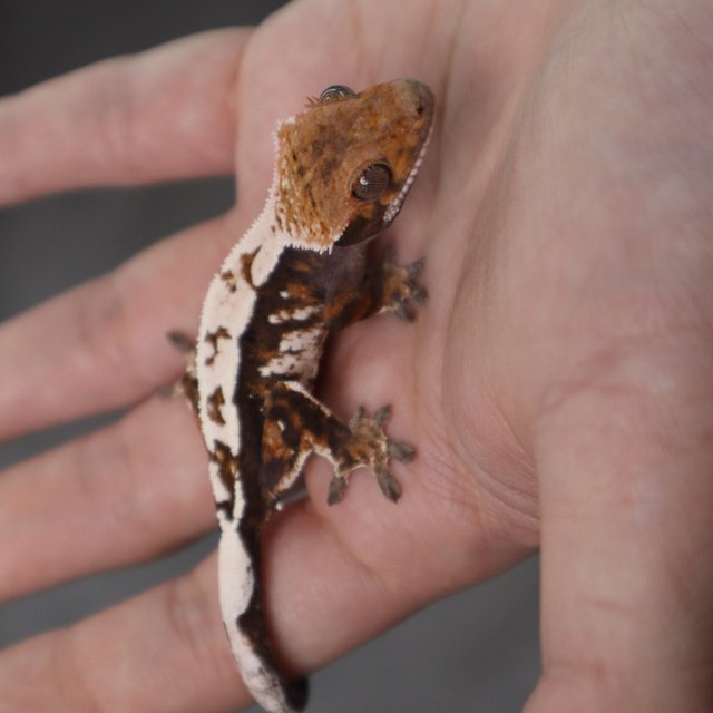 100% Het Axanthic Sable