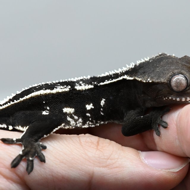 Axanthic
