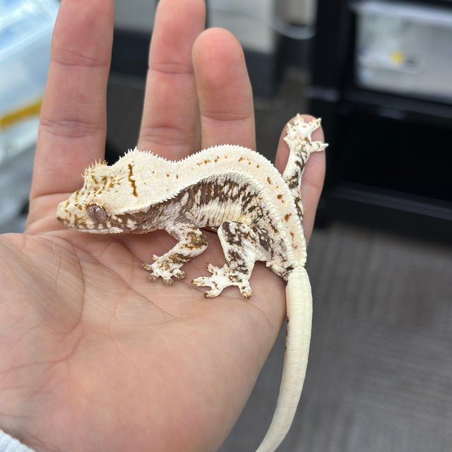 Lilly 100% Het Axanthic