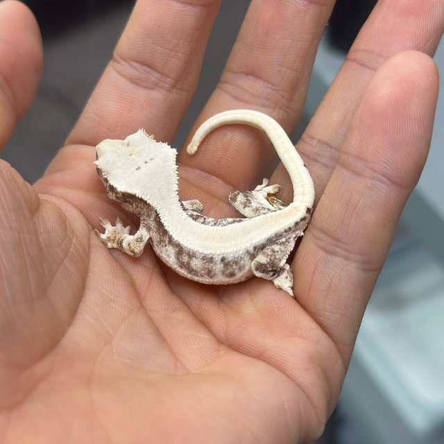 릴리100%헷아잔틱