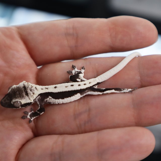 Lilly Axanthic Axanthic Lilly White