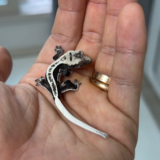 Axanthic