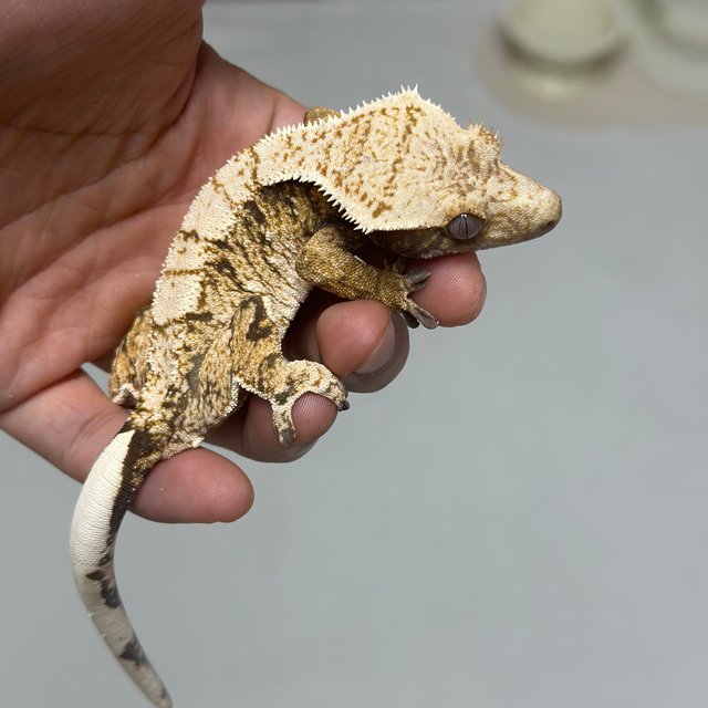100% Het Axanthic