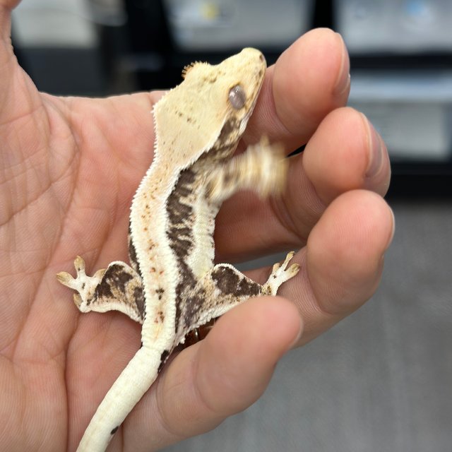 Lilly 100% Het Axanthic