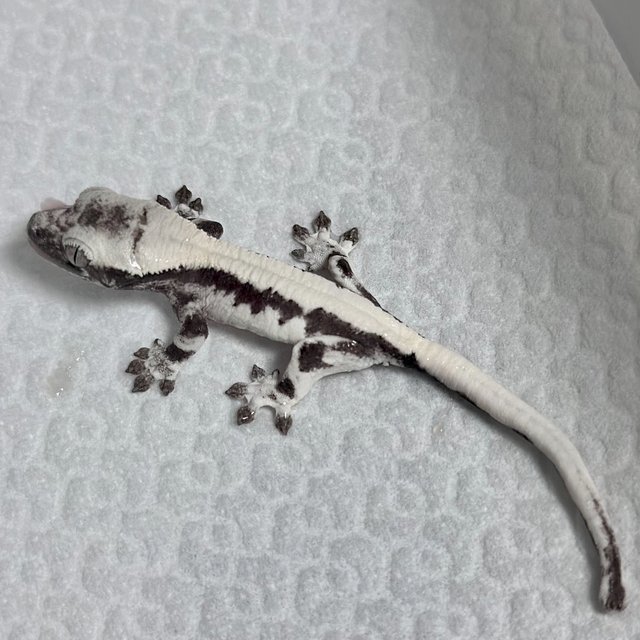 Axanthic Lilly Axanthic Sable LW Sable