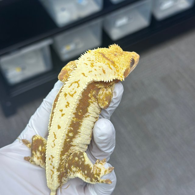 Lilly 100% Het Axanthic