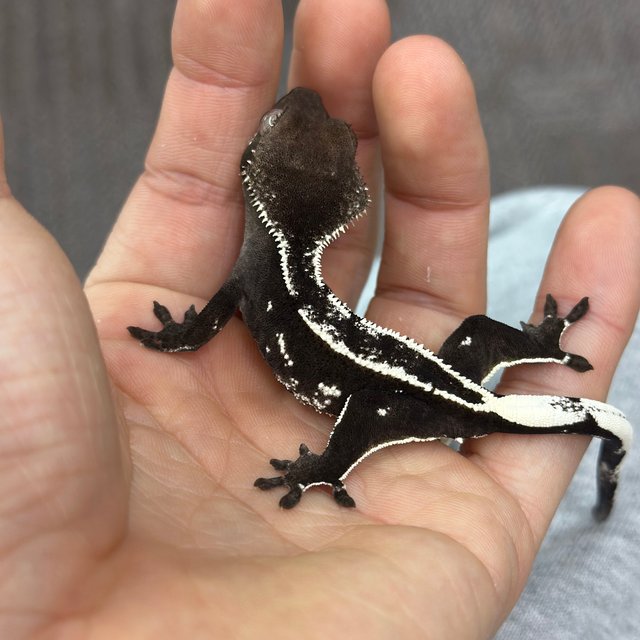 Axanthic