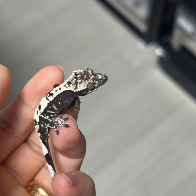 Sable Axanthic